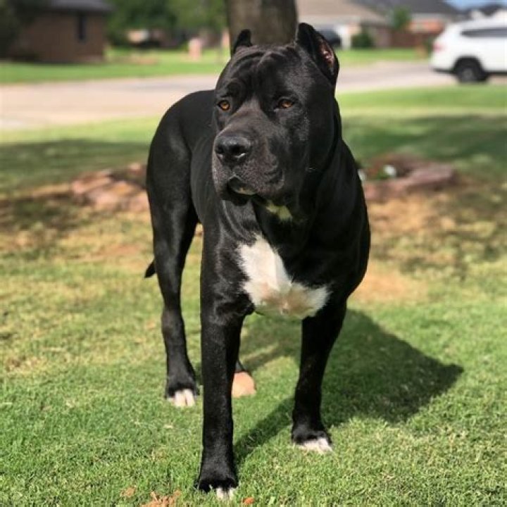 Cane Corso Mixed With Bully